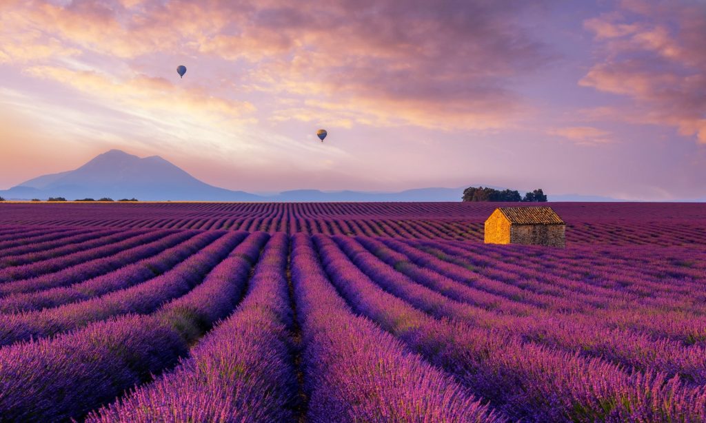The Lavender Fields Of Provence